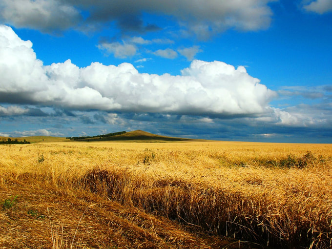 A wheat field under a blue sky with a mountain in the back.